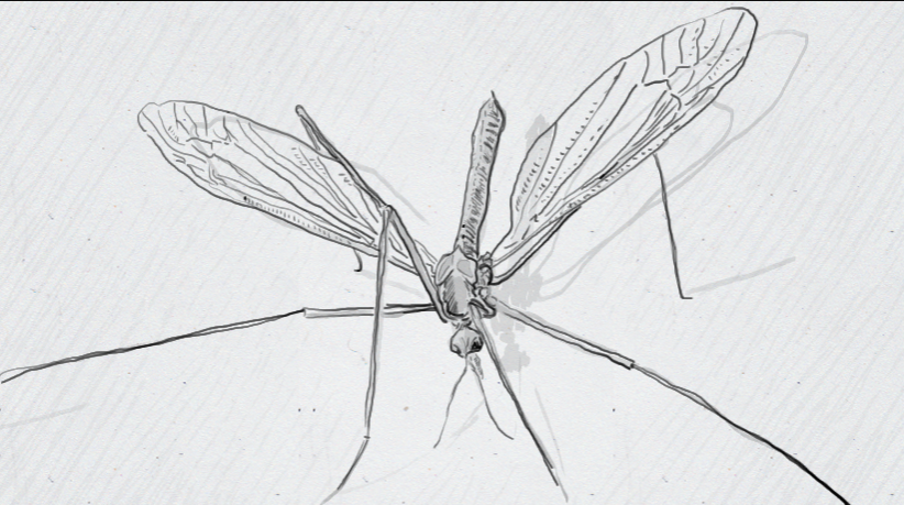 Cranefly sketch.jpeg